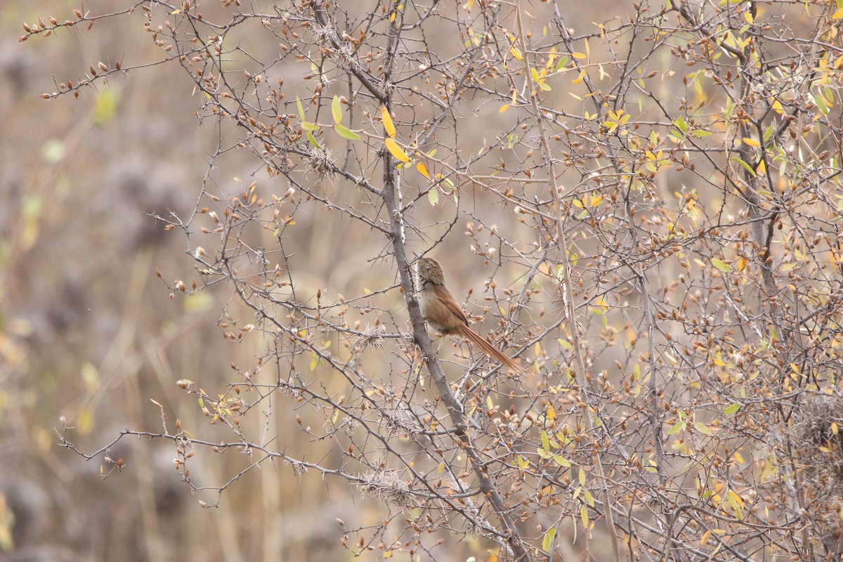 Rusty-fronted Canastero - ML642824665