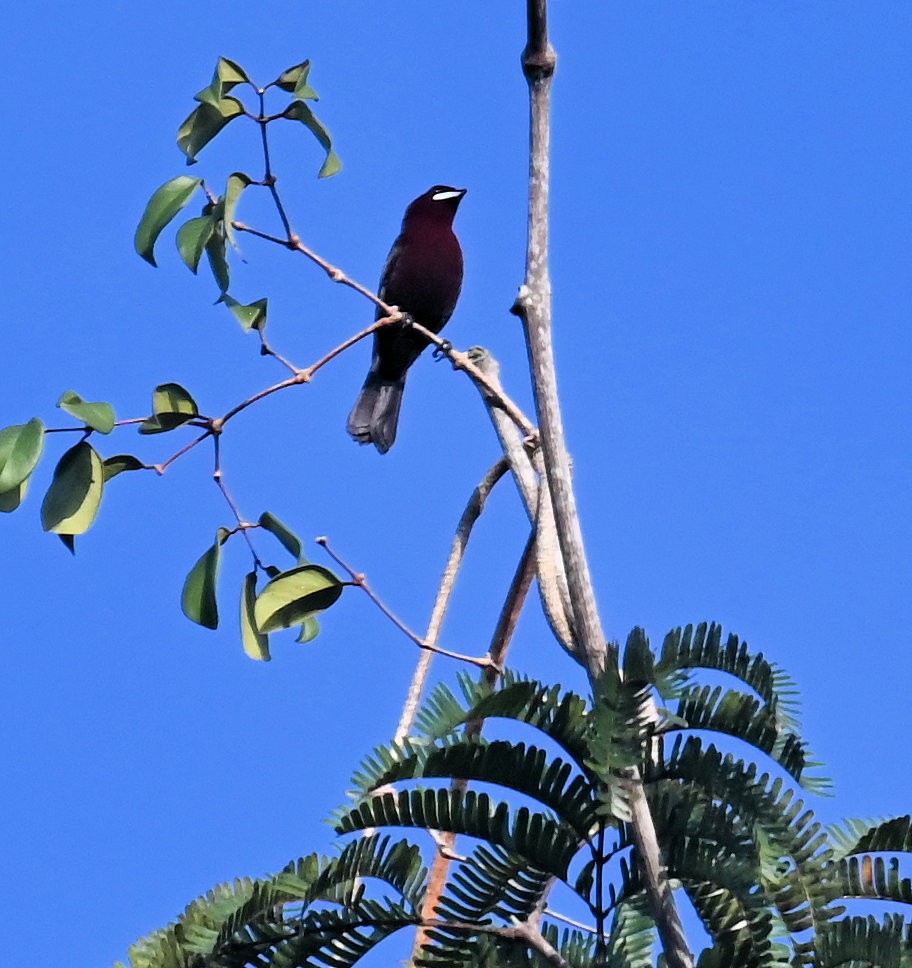 Silver-beaked Tanager - ML642824669