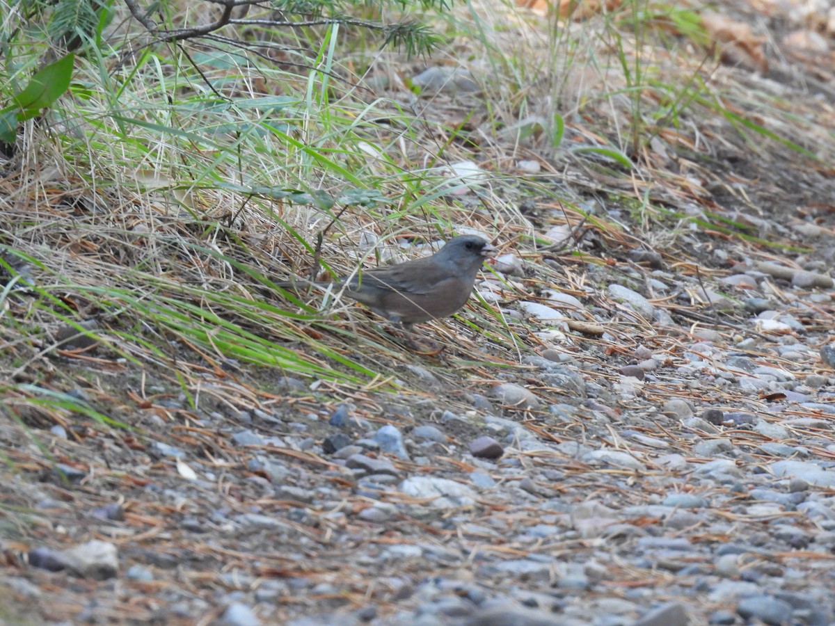 Dark-eyed Junco (Pink-sided) - ML642824671