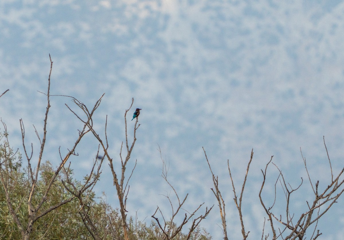 White-throated Kingfisher - ML642824676
