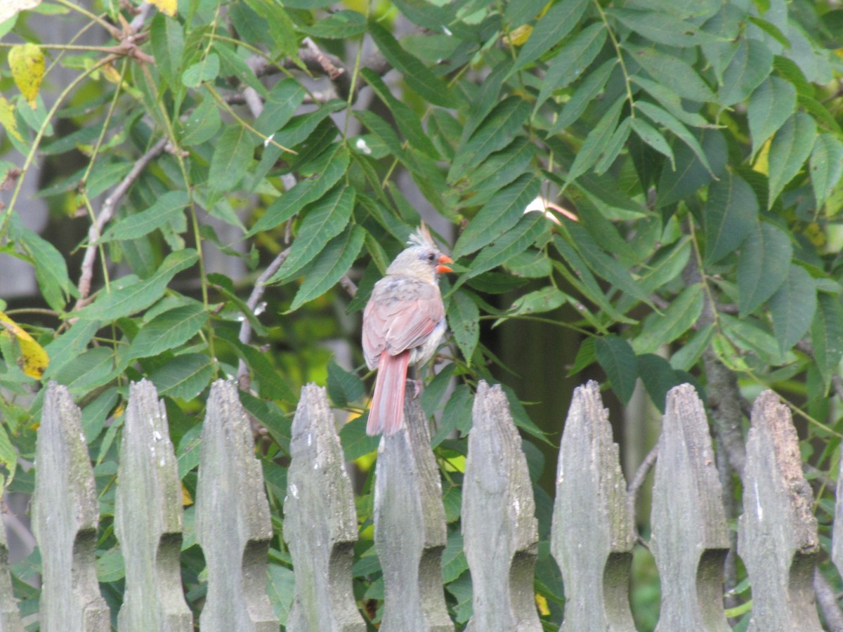 Northern Cardinal - ML642824686