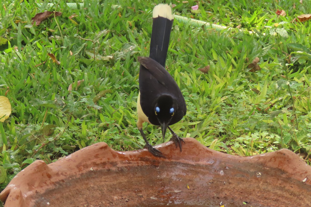 Plush-crested Jay - ML642824687