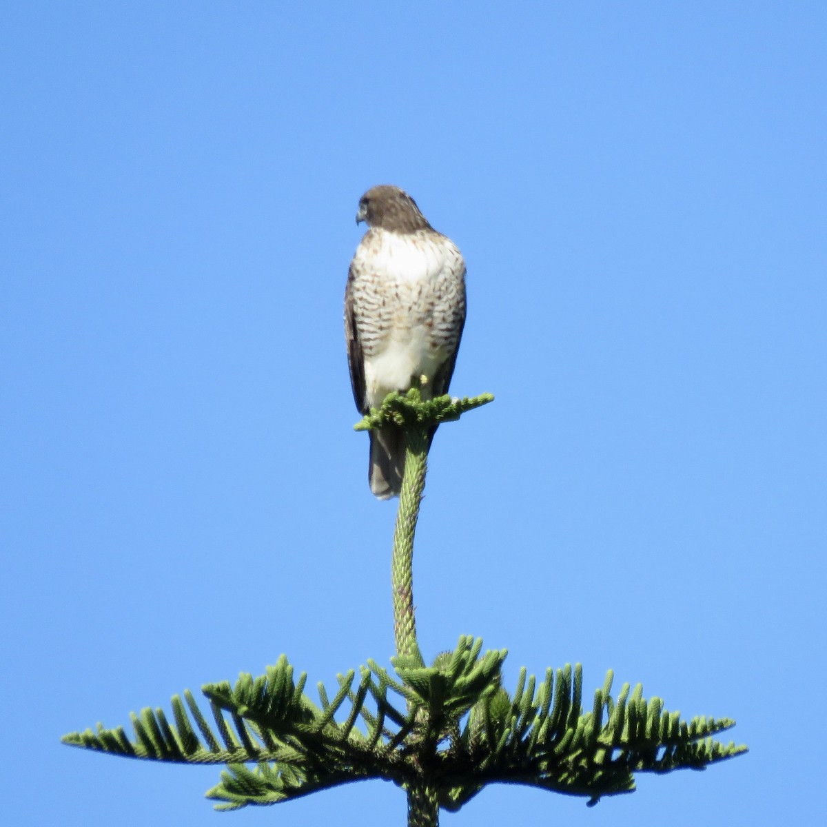 Red-tailed Hawk - ML642824690