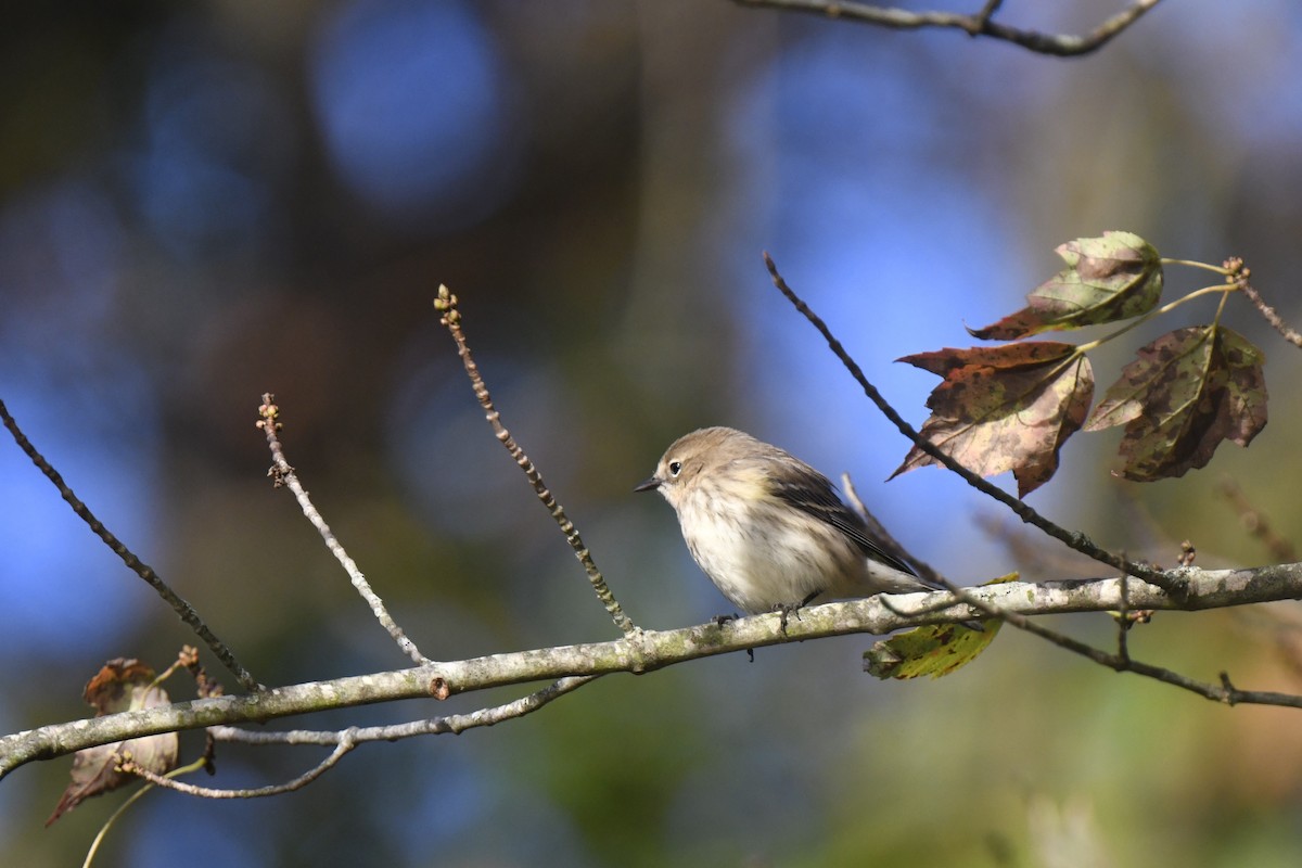 Yellow-rumped Warbler - ML642824702