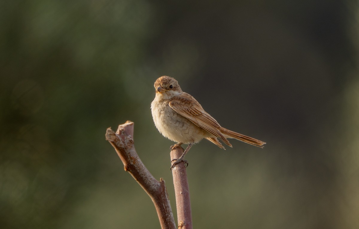 Red-backed Shrike - ML642824704