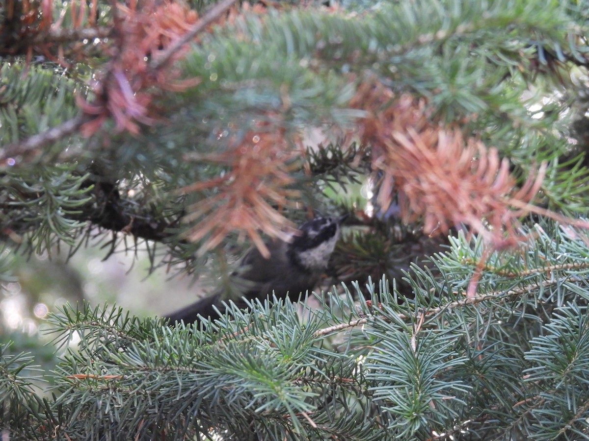 Mountain Chickadee - ML642824705