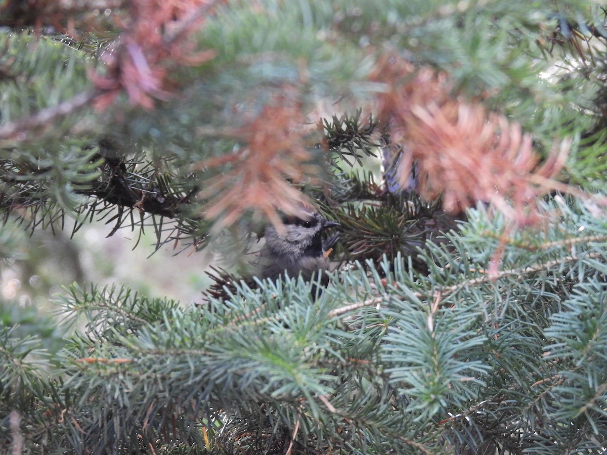 Mountain Chickadee - ML642824706