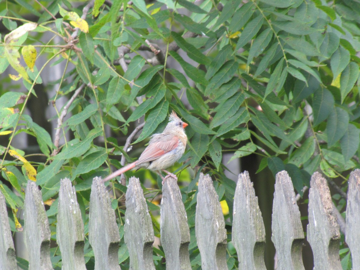 Northern Cardinal - ML642824707