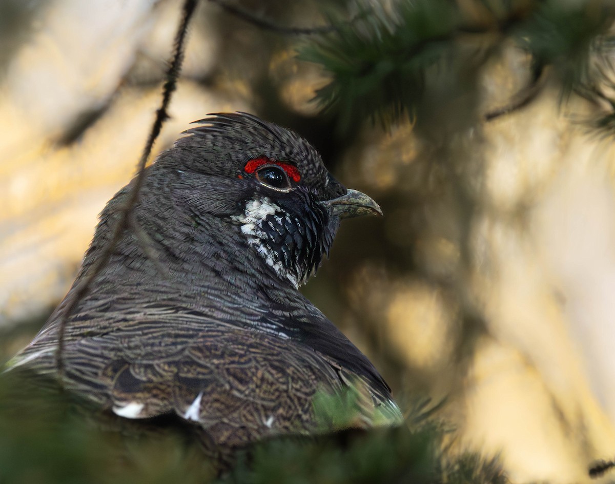 Spruce Grouse - ML642824708