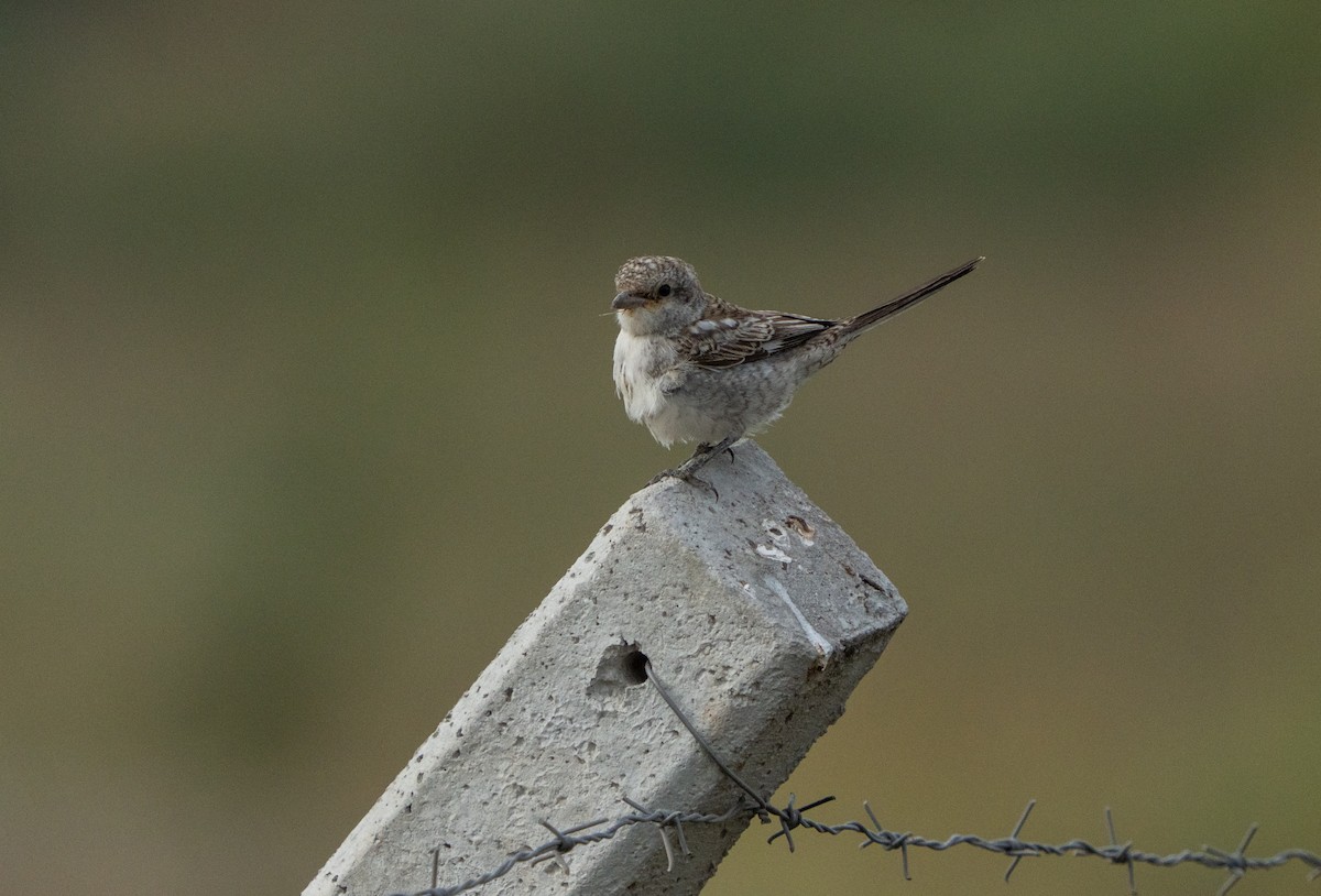 Masked Shrike - ML642824709