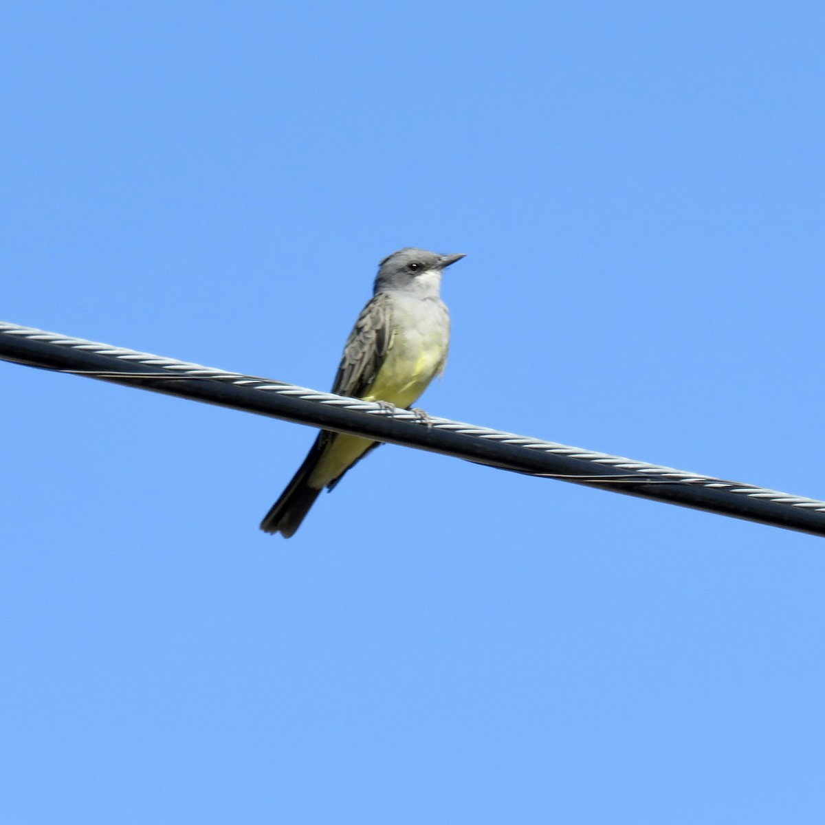 Cassin's Kingbird - ML642824712
