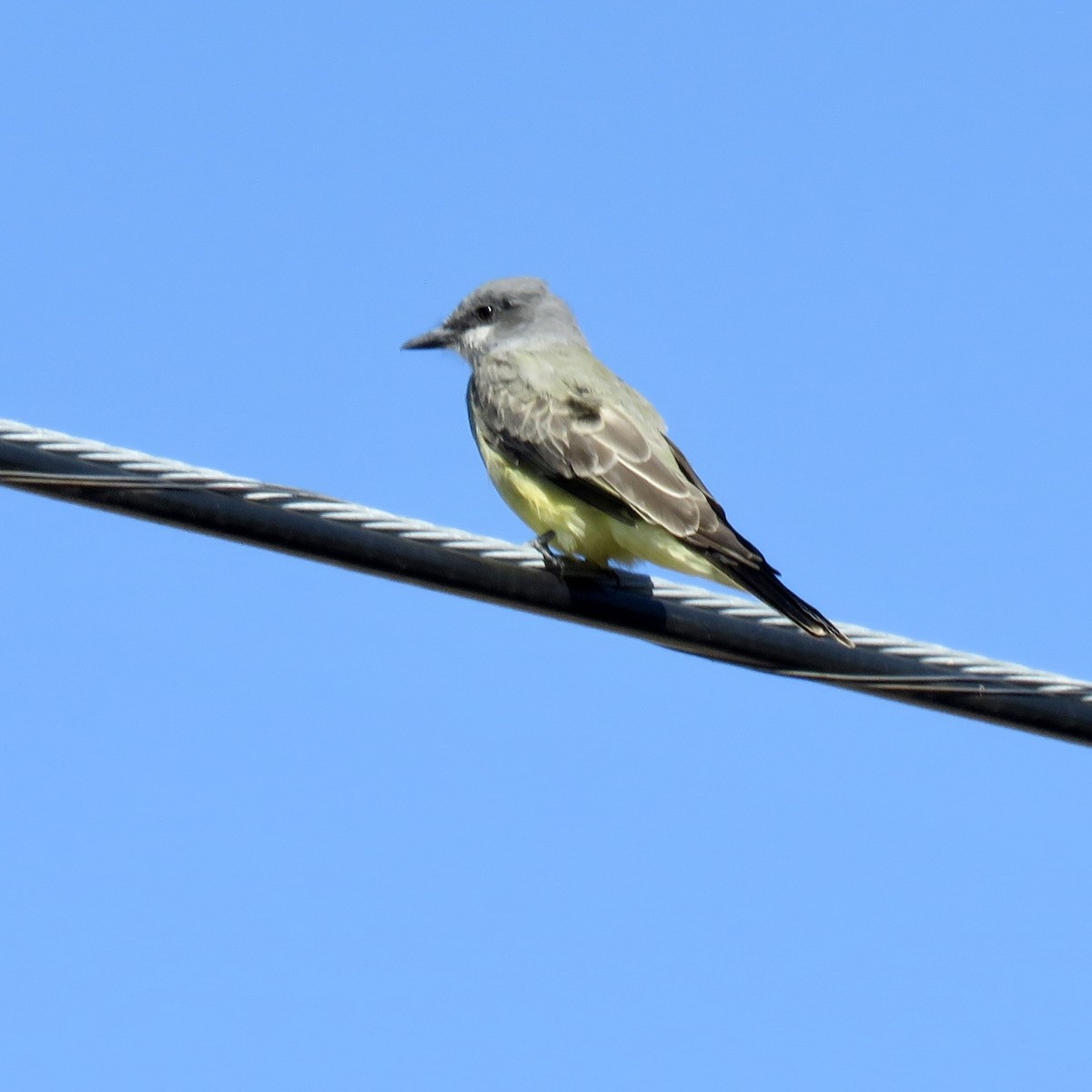 Cassin's Kingbird - ML642824713