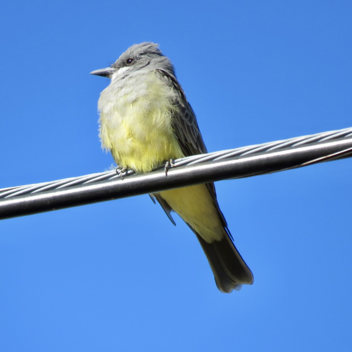 Cassin's Kingbird - ML642824714