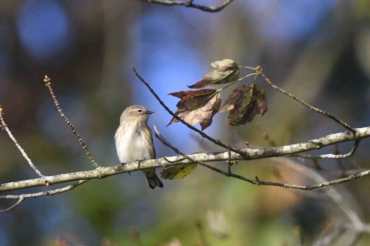 Yellow-rumped Warbler - ML642824716