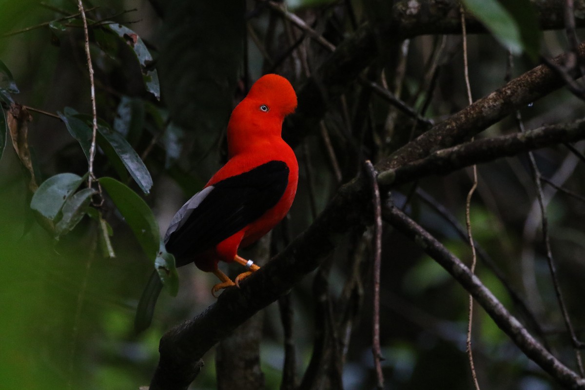 Andean Cock-of-the-rock - ML642824718