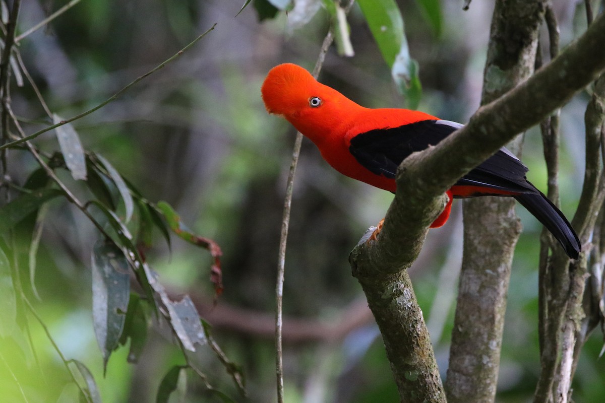 Andean Cock-of-the-rock - ML642824719