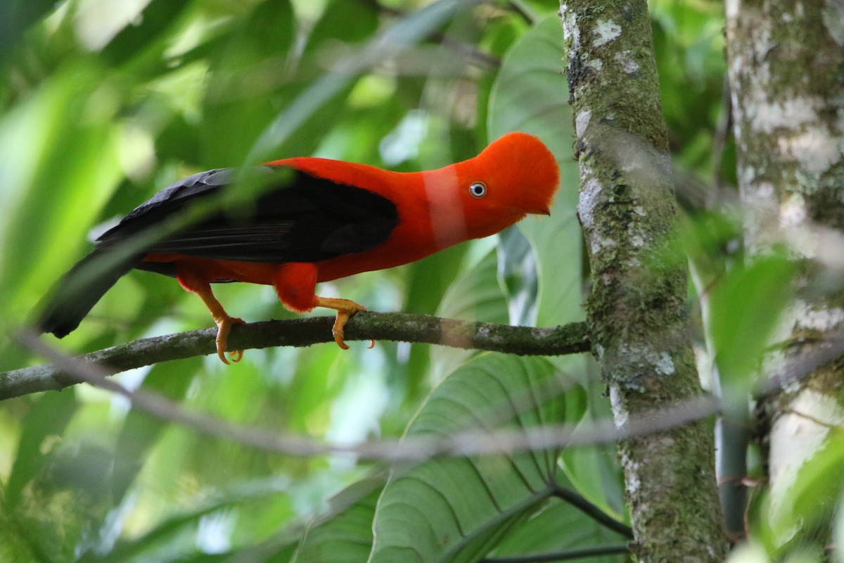 Andean Cock-of-the-rock - ML642824720