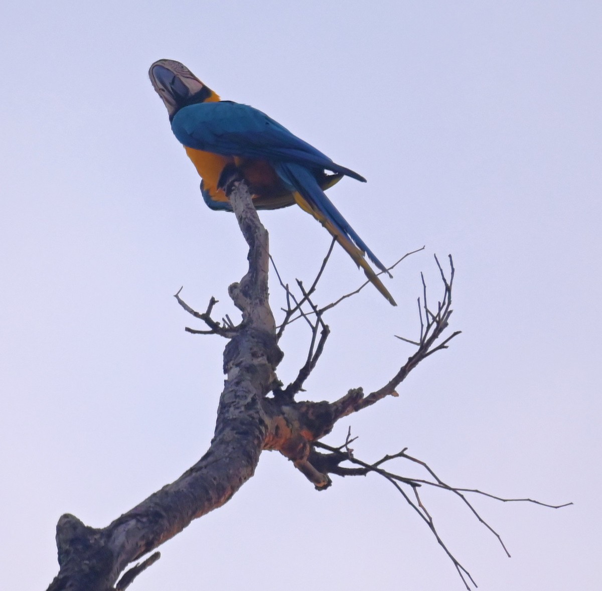 Blue-and-yellow Macaw - ML642824722