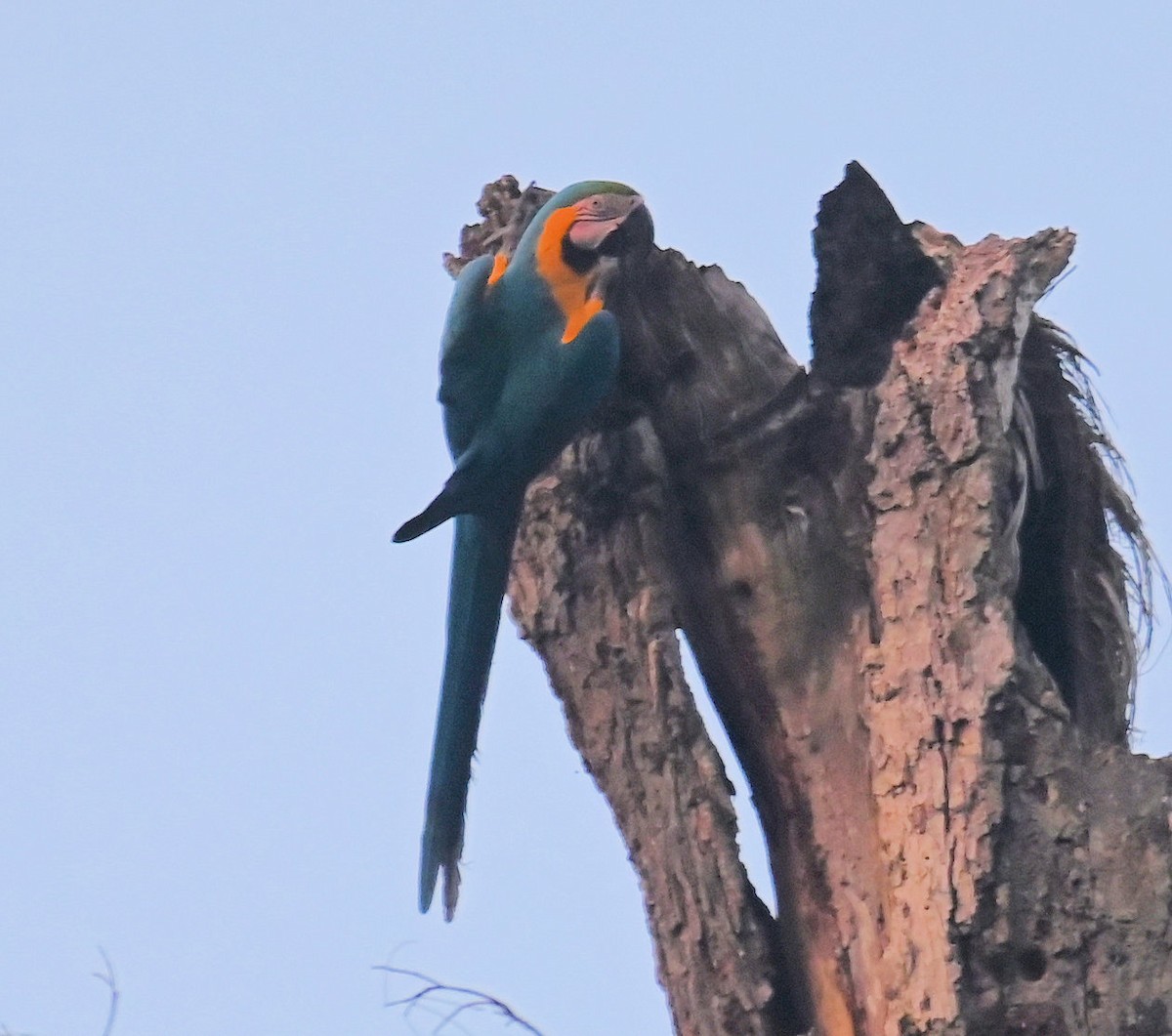 Blue-and-yellow Macaw - ML642824723