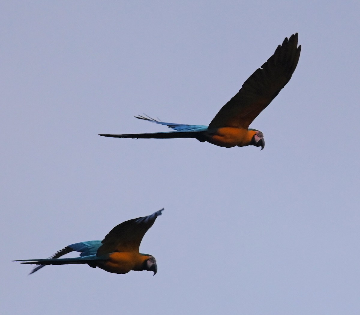 Blue-and-yellow Macaw - ML642824724