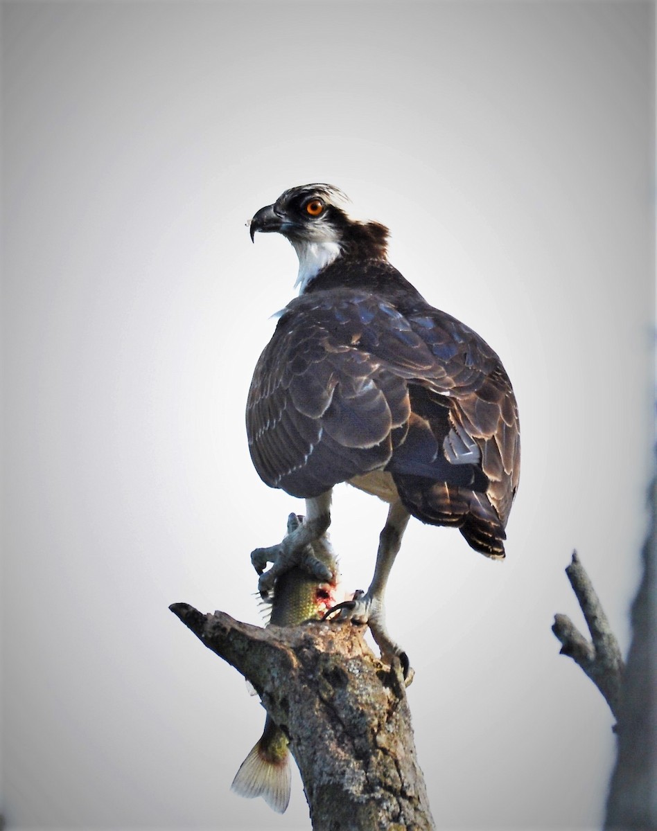 Osprey - ML642824725