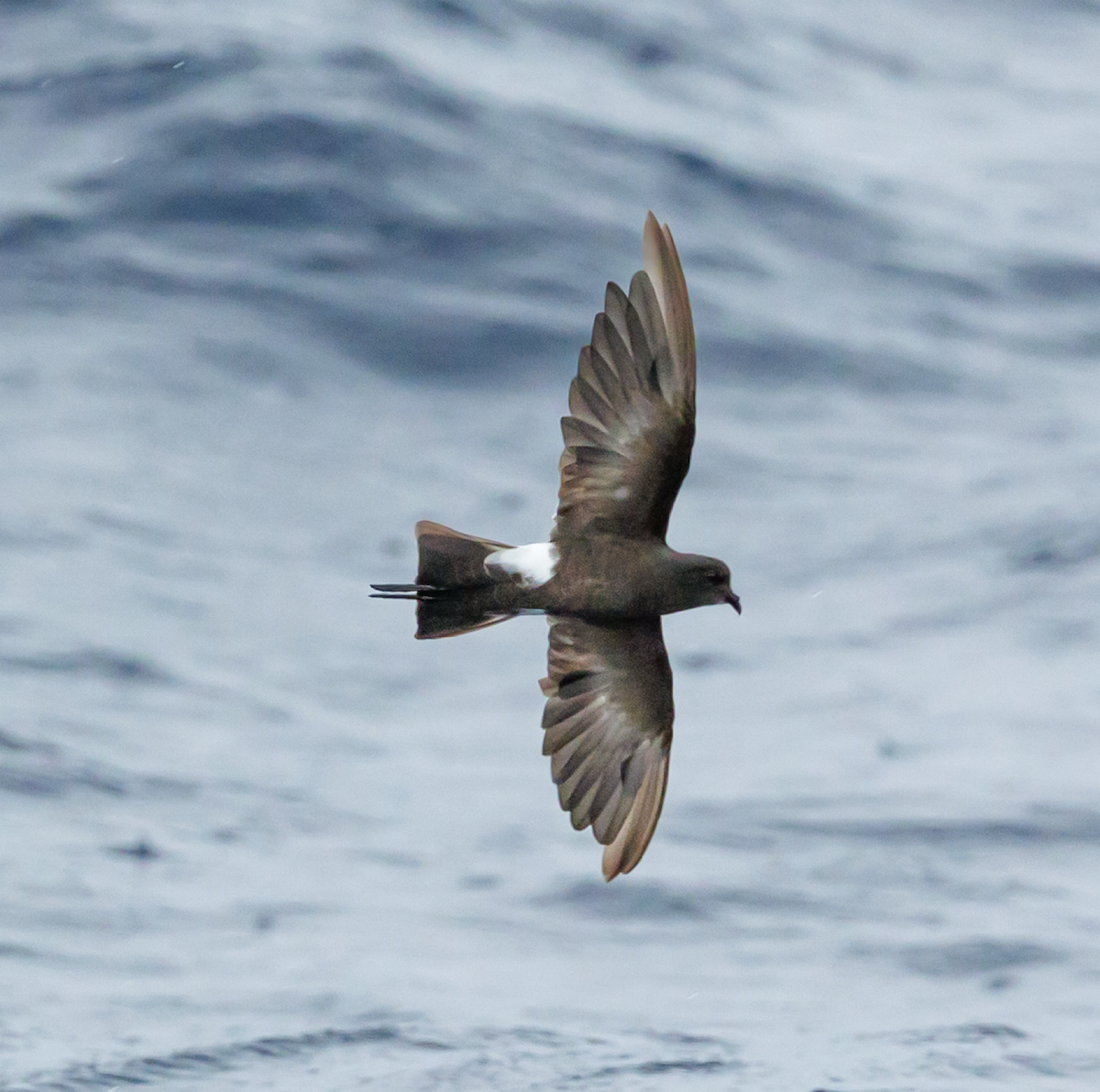 Wilson's Storm-Petrel - ML642824726