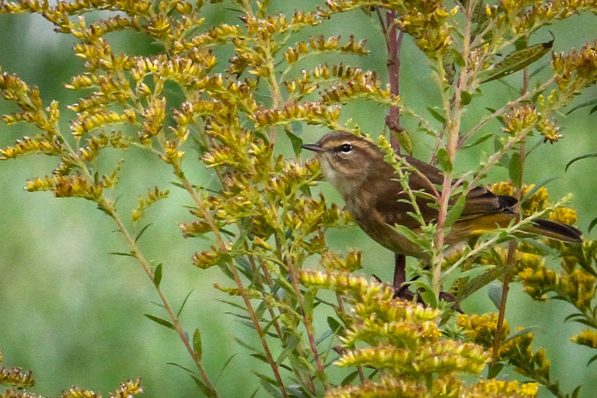 Palm Warbler - ML642824727
