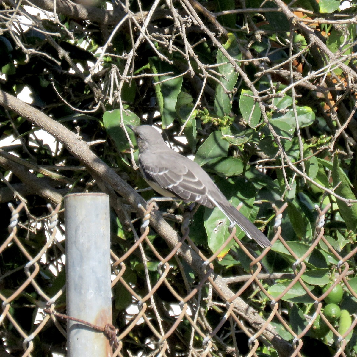 Northern Mockingbird - ML642824728