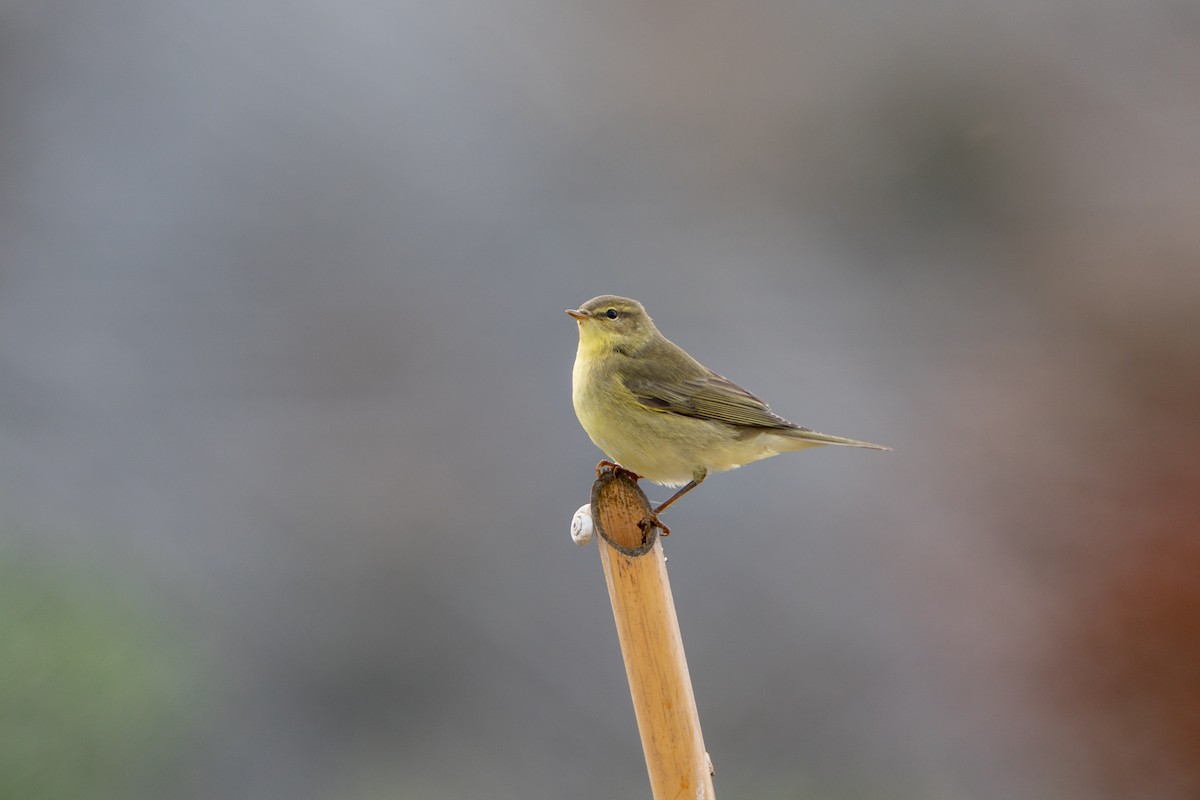 Willow Warbler - ML642824729