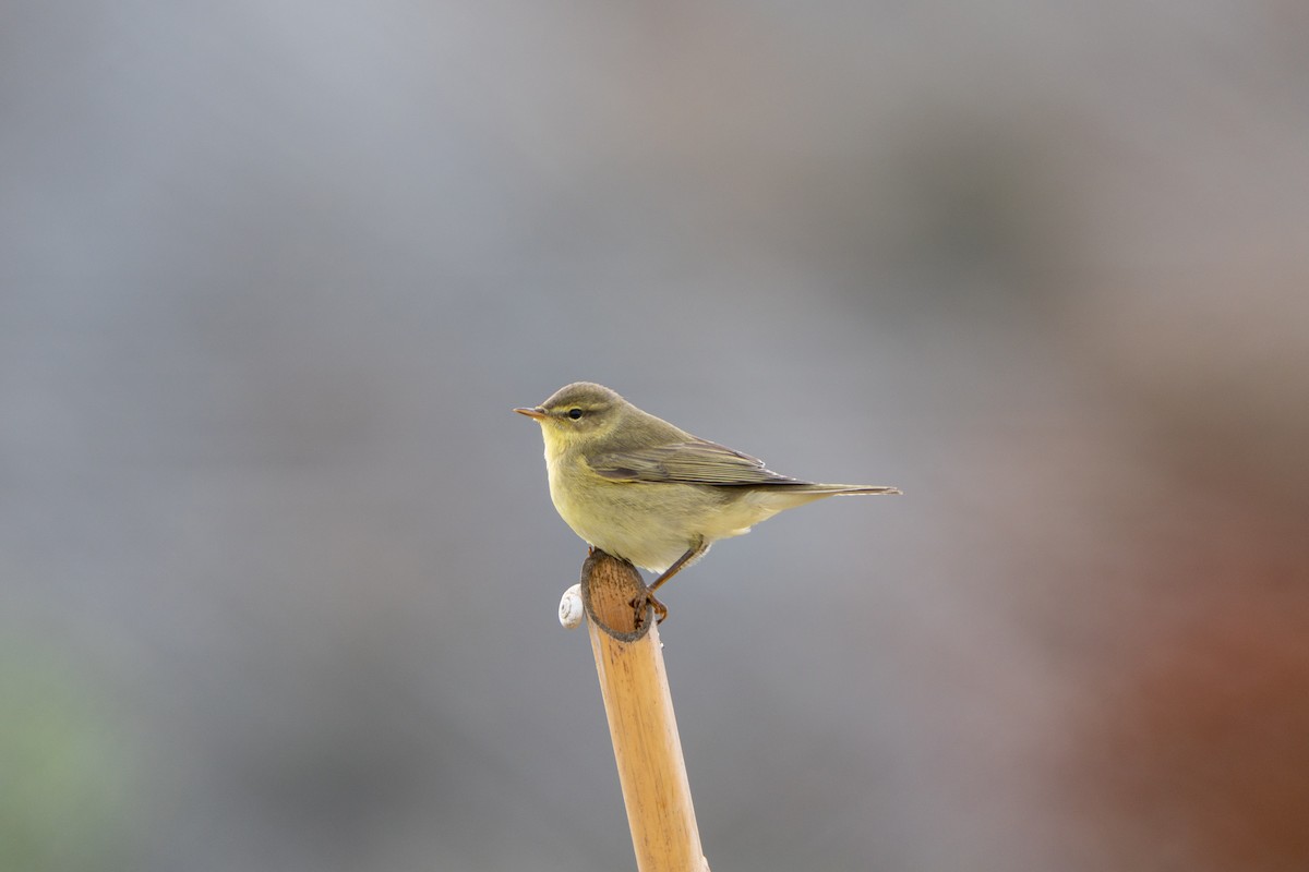 Willow Warbler - ML642824730