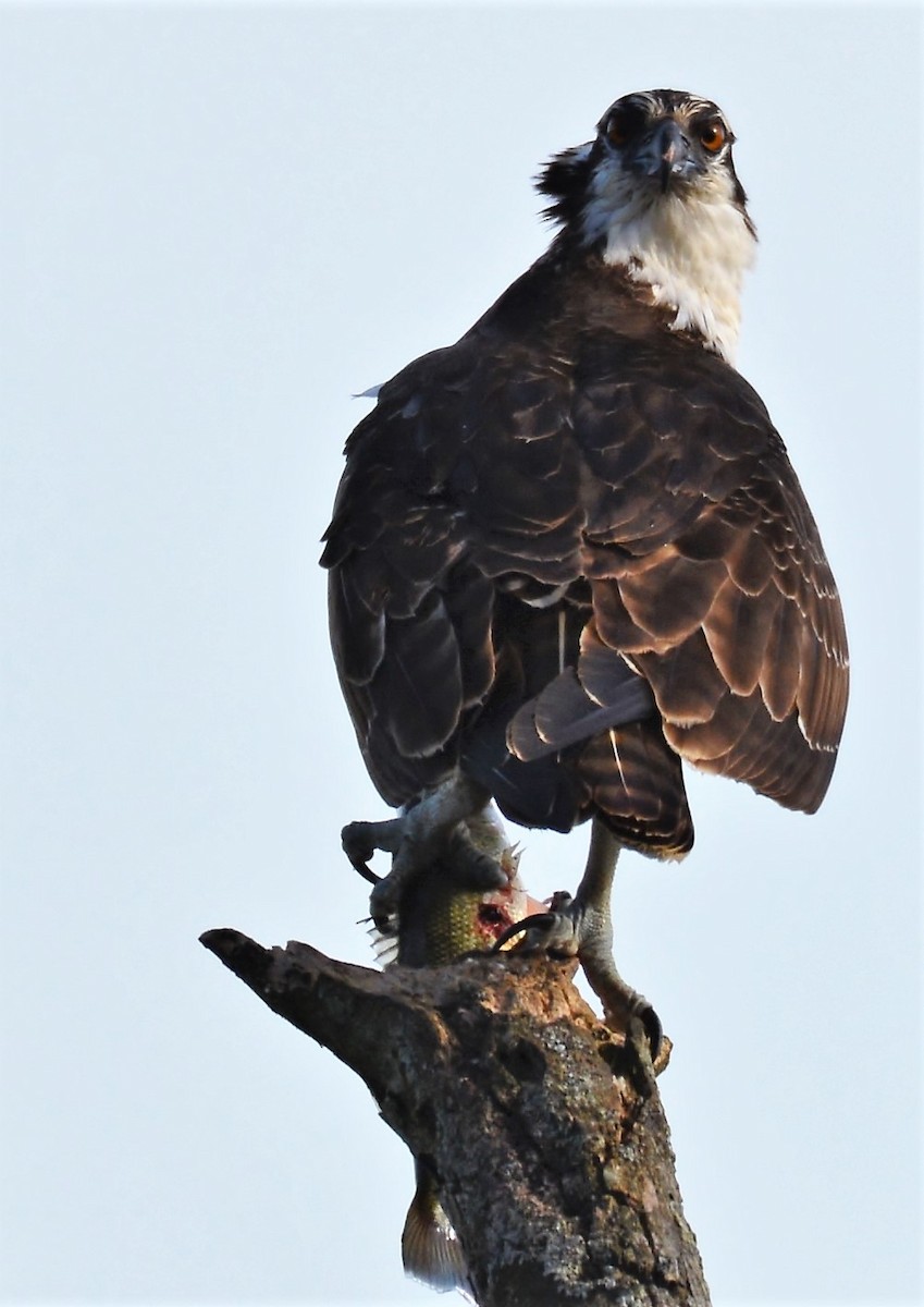 Osprey - ML642824735