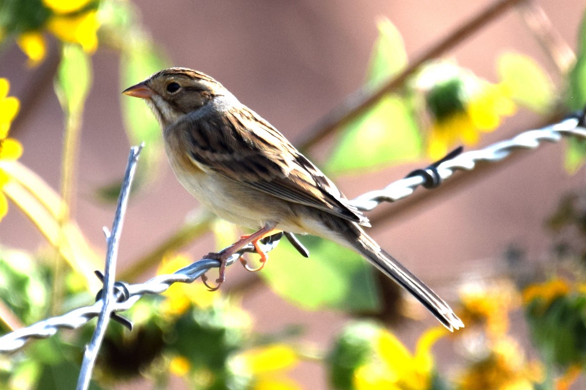 Clay-colored Sparrow - ML642824737
