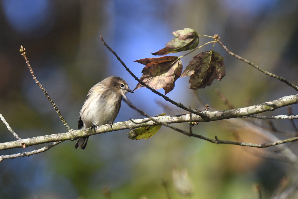 Yellow-rumped Warbler - ML642824738
