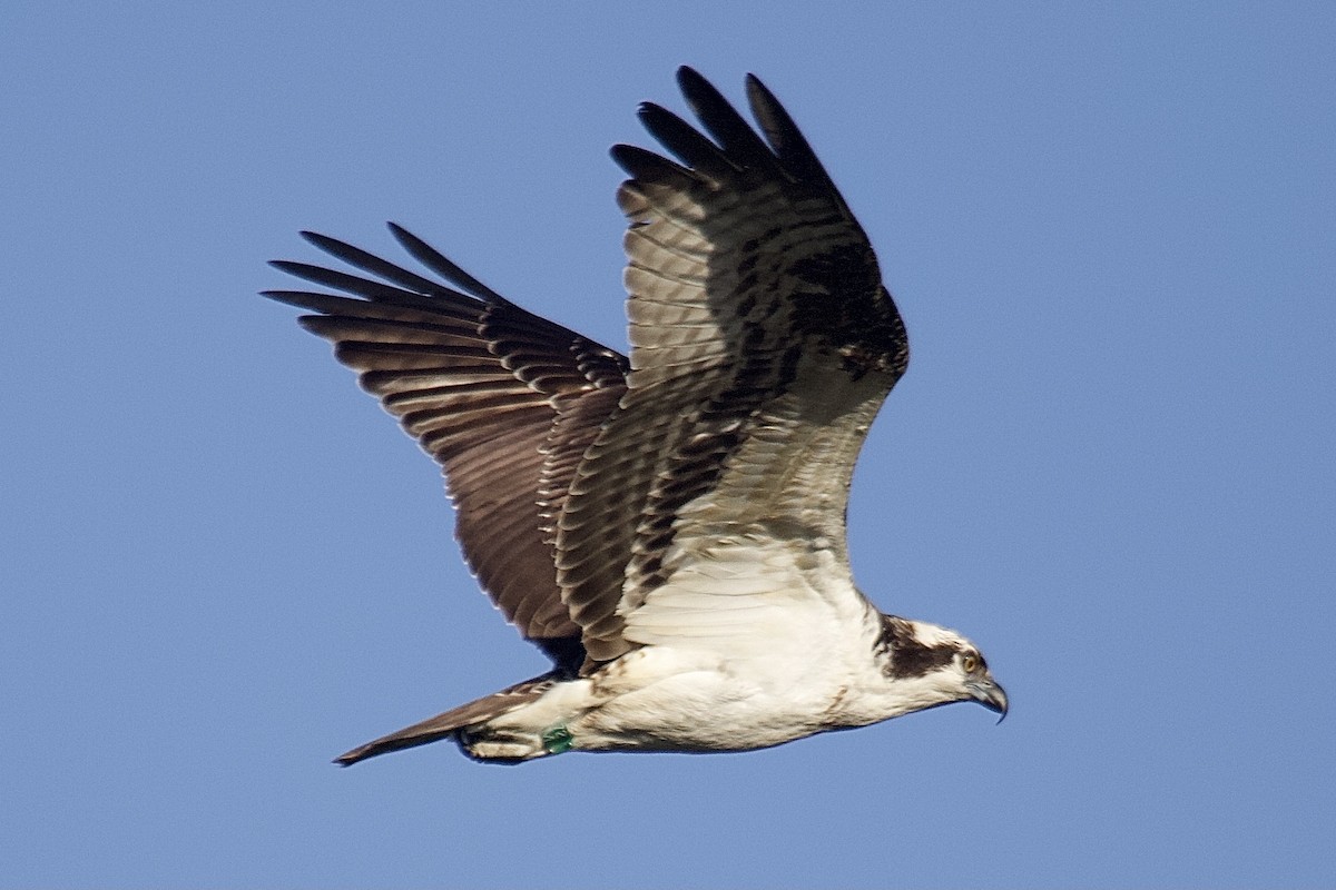 שלך (carolinensis) - ML642824739