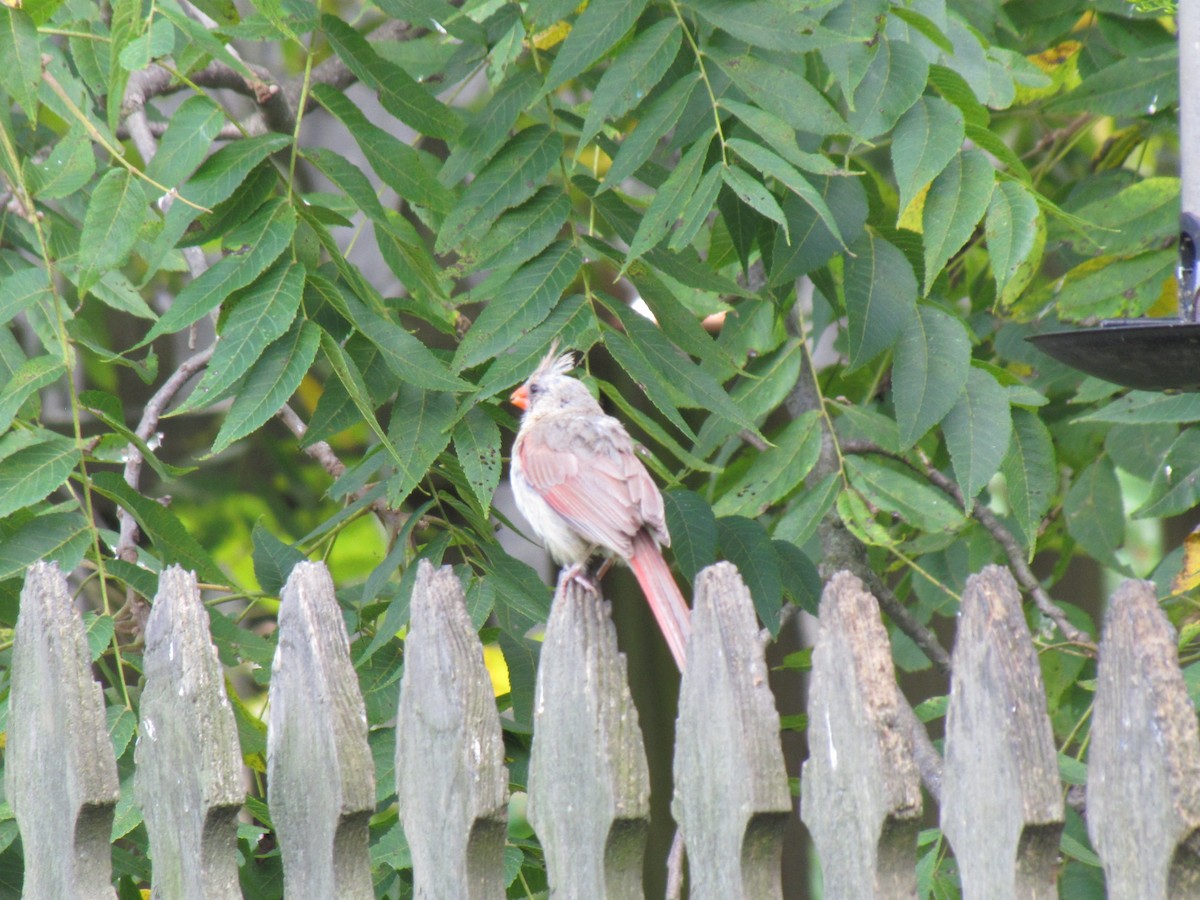 Northern Cardinal - ML642824745