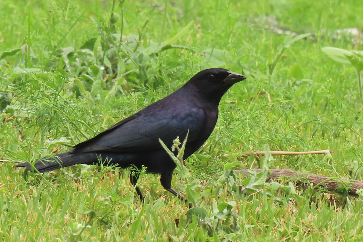 Shiny Cowbird - ML642824750