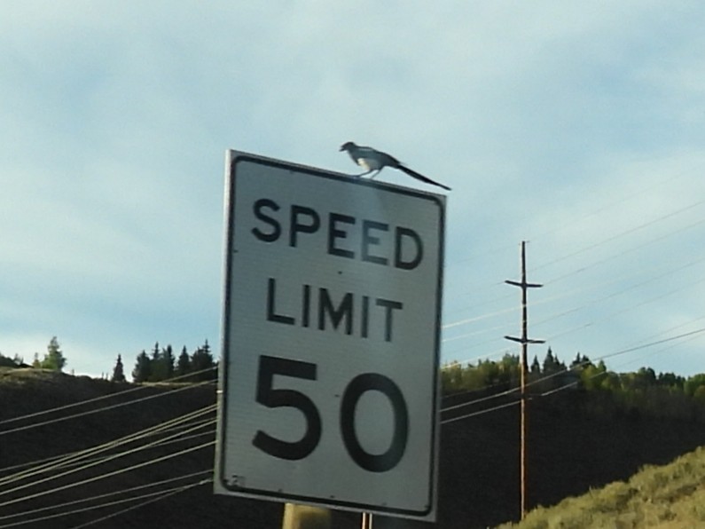 Black-billed Magpie - ML642824752