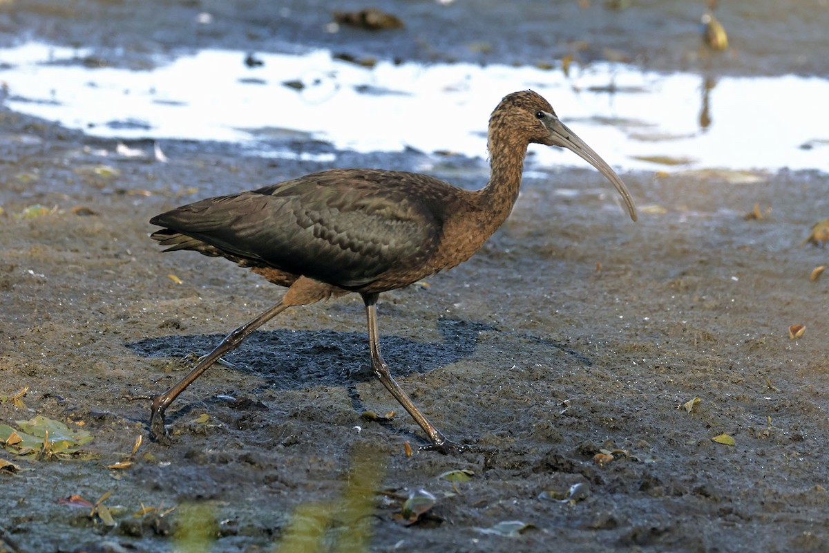 Glossy Ibis - ML642824757
