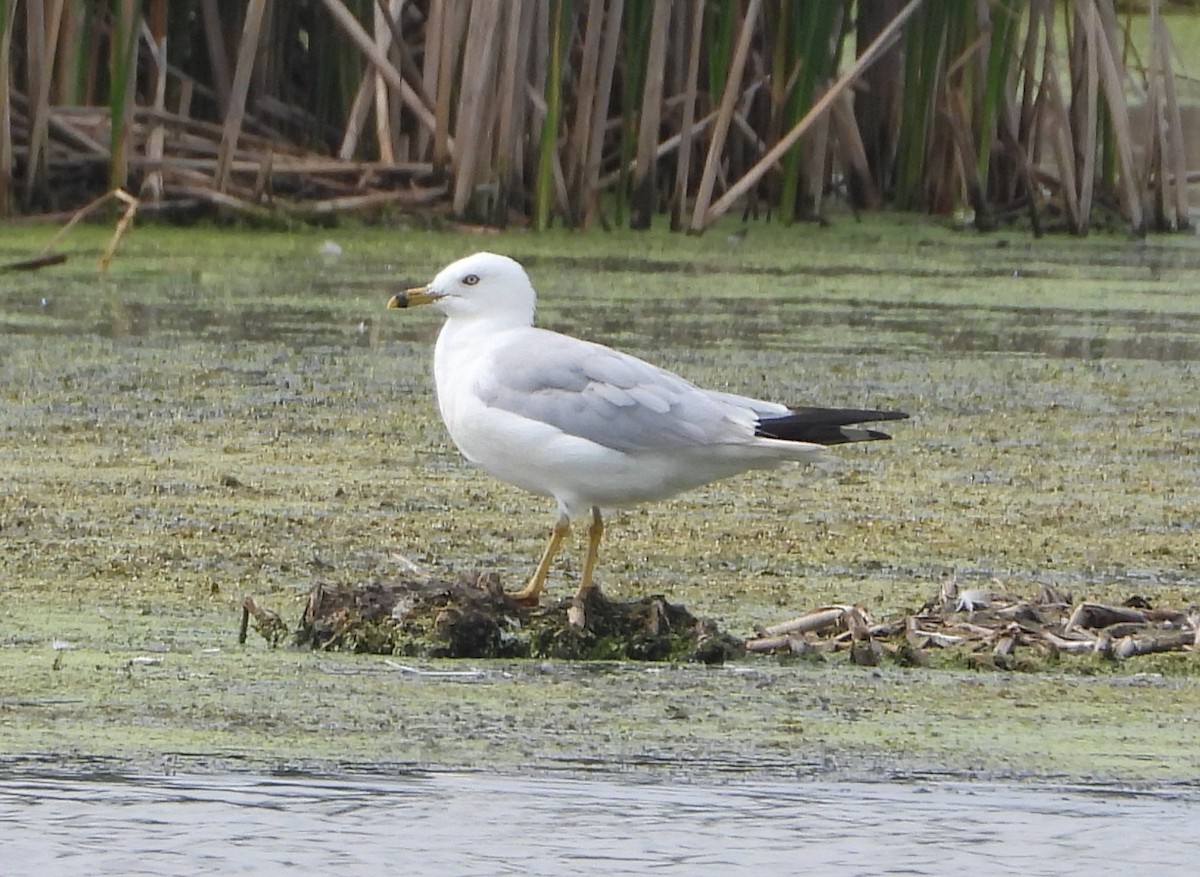 Ringschnabelmöwe - ML642824760