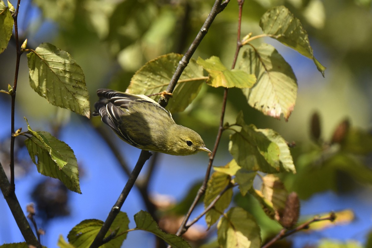 Paruline rayée - ML642824825