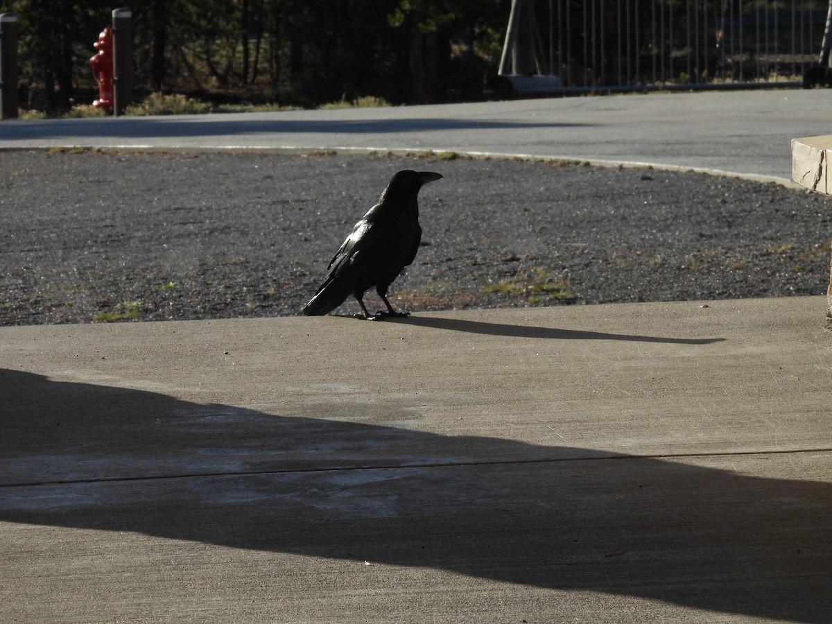 Grand Corbeau - ML642824827