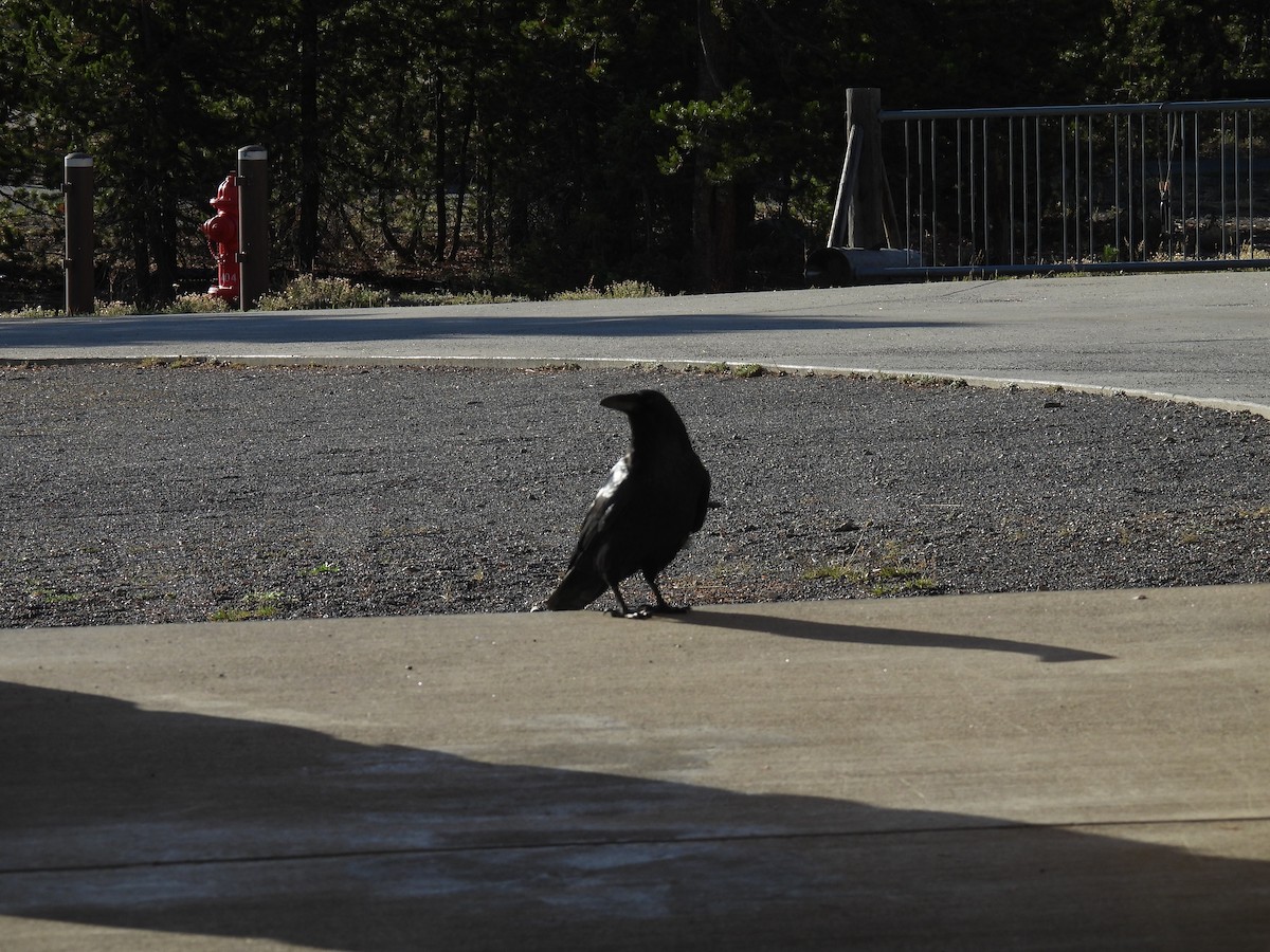 Grand Corbeau - ML642824828