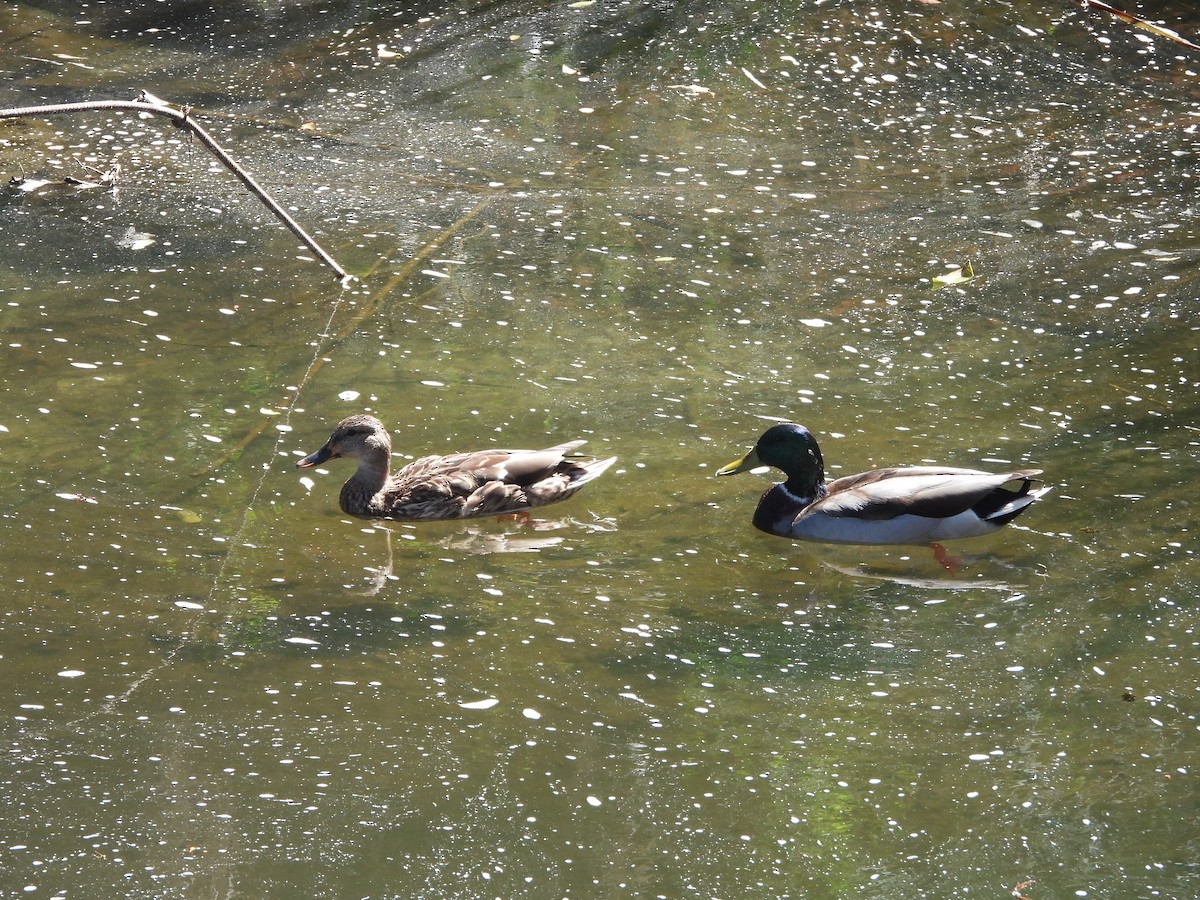 Canard colvert - ML642824831