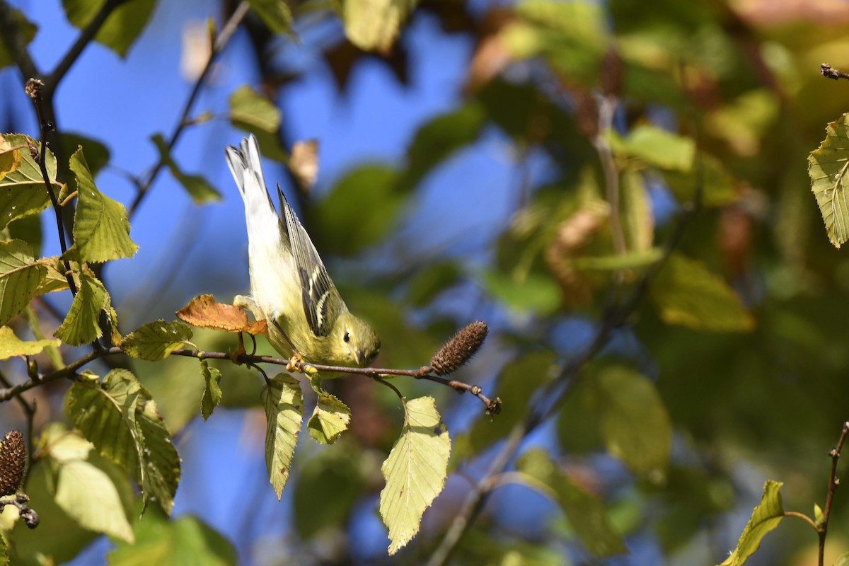 Paruline rayée - ML642824832