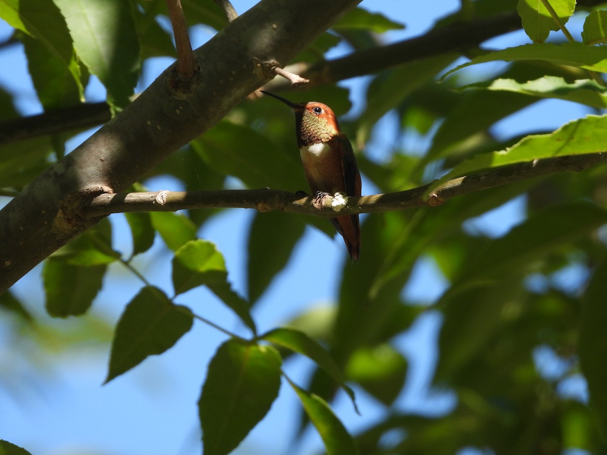 Colibri d'Allen - ML642824833