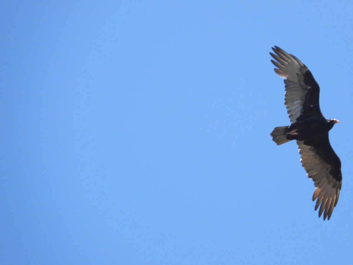 Turkey Vulture - ML642824835