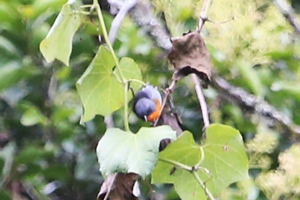 Flame-throated Warbler - ML642824836