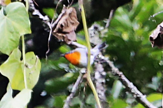 Flame-throated Warbler - ML642824837