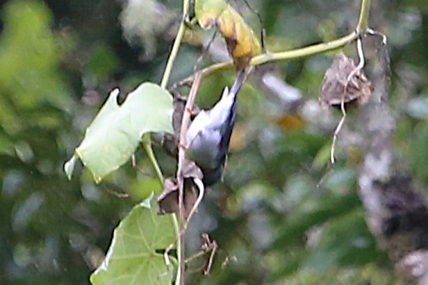 Flame-throated Warbler - ML642824838