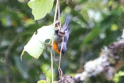 Flame-throated Warbler - ML642824839